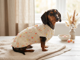 New exclusive collection of sweaters with flowers and butterflies for the miniature dachshund or small dog