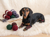 Leggings for dog cat set 4 pieces, leggings for dog,dog gaiters