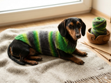 Bright knitted striped sweater for a dog, dachshund clothes knitted sweater, knitted wool sweater for dachshund or small dog
