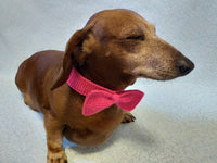 Knitted collar bow for dog or cat