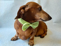 Bow collar for dachshund or small dog - dachshundknit