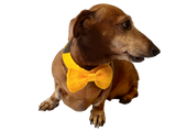 Bow collar for dachshund or small dog - dachshundknit