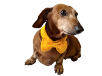 Bow collar for dachshund or small dog - dachshundknit