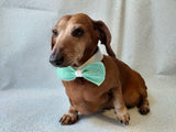 Bow collar for dachshund or small dog - dachshundknit