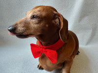 Knitted dachshund collar bow tie