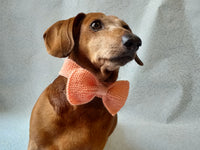 Knitted dog collar bow tie