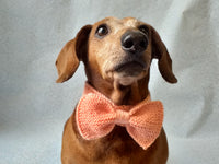 Knitted dog collar bow tie