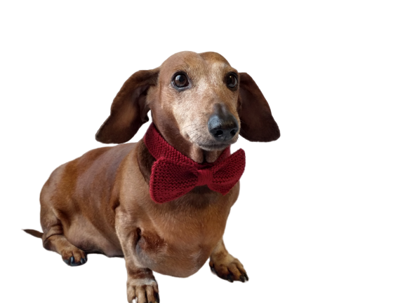 Bow collar for dog or cat - dachshundknit