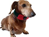 Christmas dog or cat collar