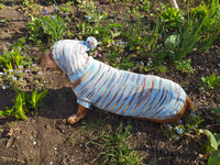 Knitted hoodie sweater for dog, hoodie for miniature dachshund dachshundknit