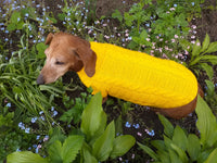 Yellow knitted sweater for dachshund or small dog dachshundknit