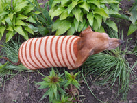 Clothing for dachshunds brown striped sweater for dachshunds dachshundknit