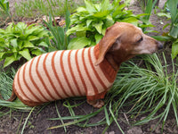 Clothing for dachshunds brown striped sweater for dachshunds dachshundknit