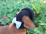 Summer knitted Panama for a dog black with a gray bow, panama for dachshund