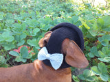 Summer knitted Panama for a dog black with a gray bow, panama for dachshund