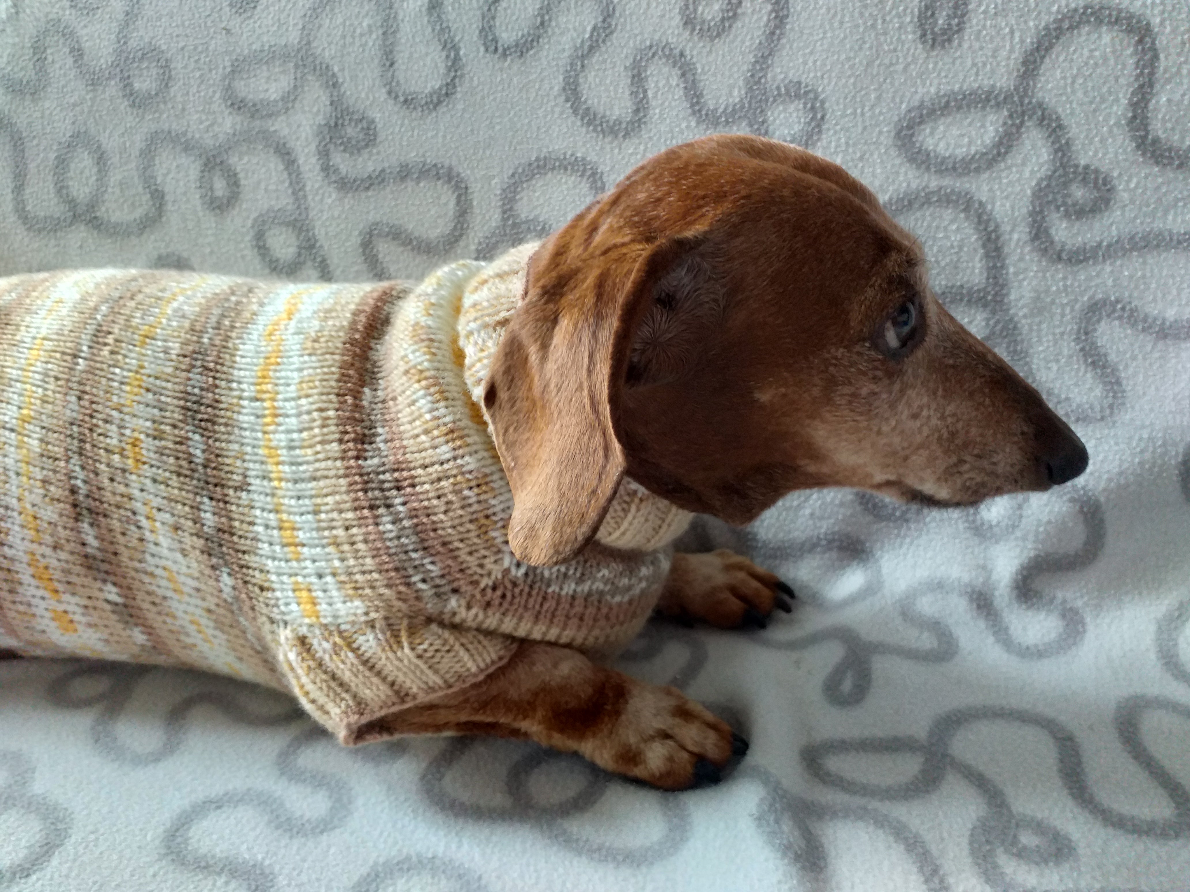 Dachshund sweater hotsell knitting pattern