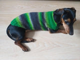 Bright knitted striped sweater for a dog, dachshund clothes knitted sweater, knitted wool sweater for dachshund or small dog dachshundknit