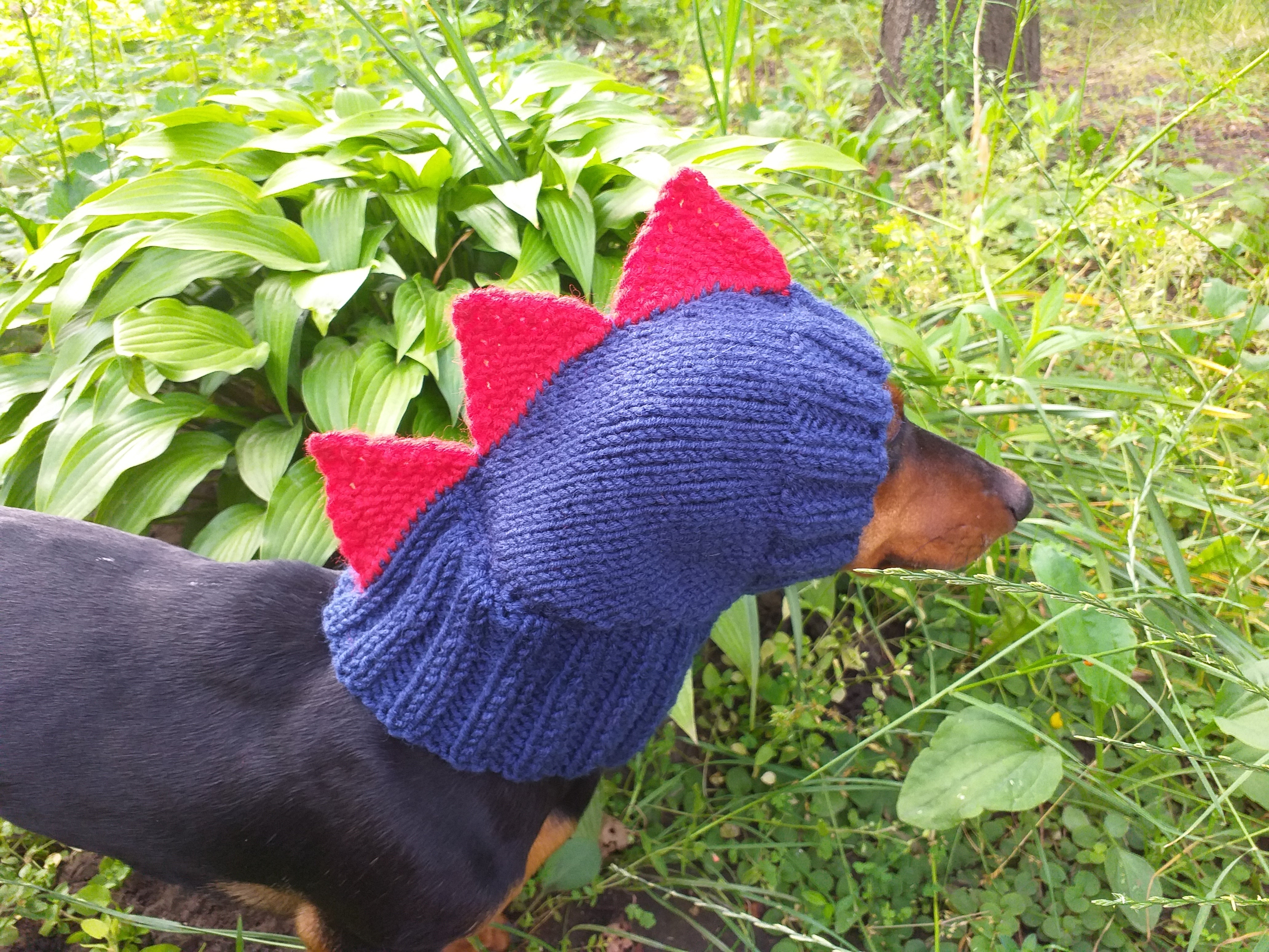 Dog with clearance dinosaur hat