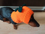 Hat dog pumpkin, hat for dachshunds Halloween pumpkin