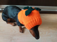 Hat dog pumpkin, hat for dachshunds Halloween pumpkin