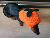 Hat dog pumpkin, hat for dachshunds Halloween pumpkin