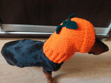 Hat dog pumpkin, hat for dachshunds Halloween pumpkin