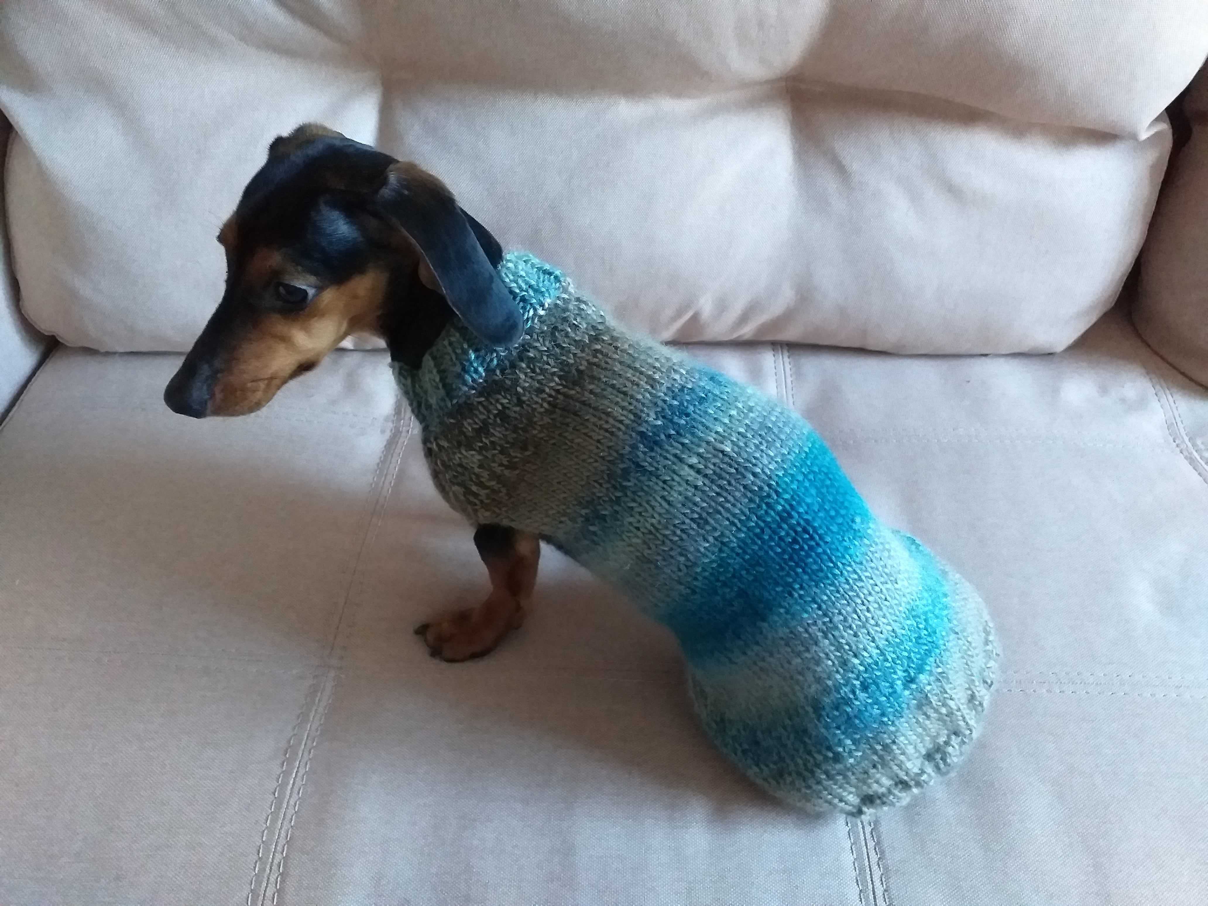 Dachshund knitted coat clearance pattern