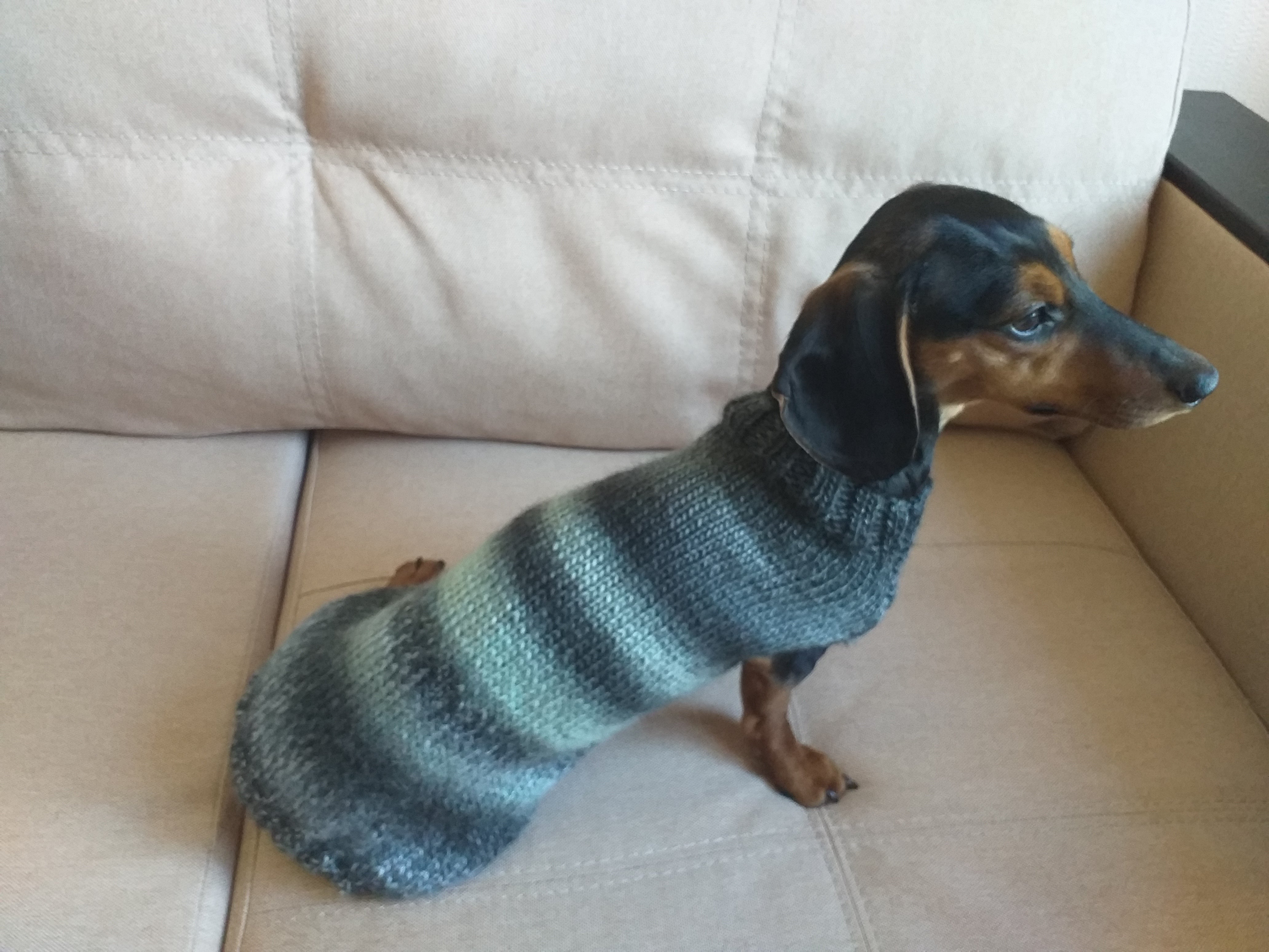 Dachshund 2025 knitted jumper