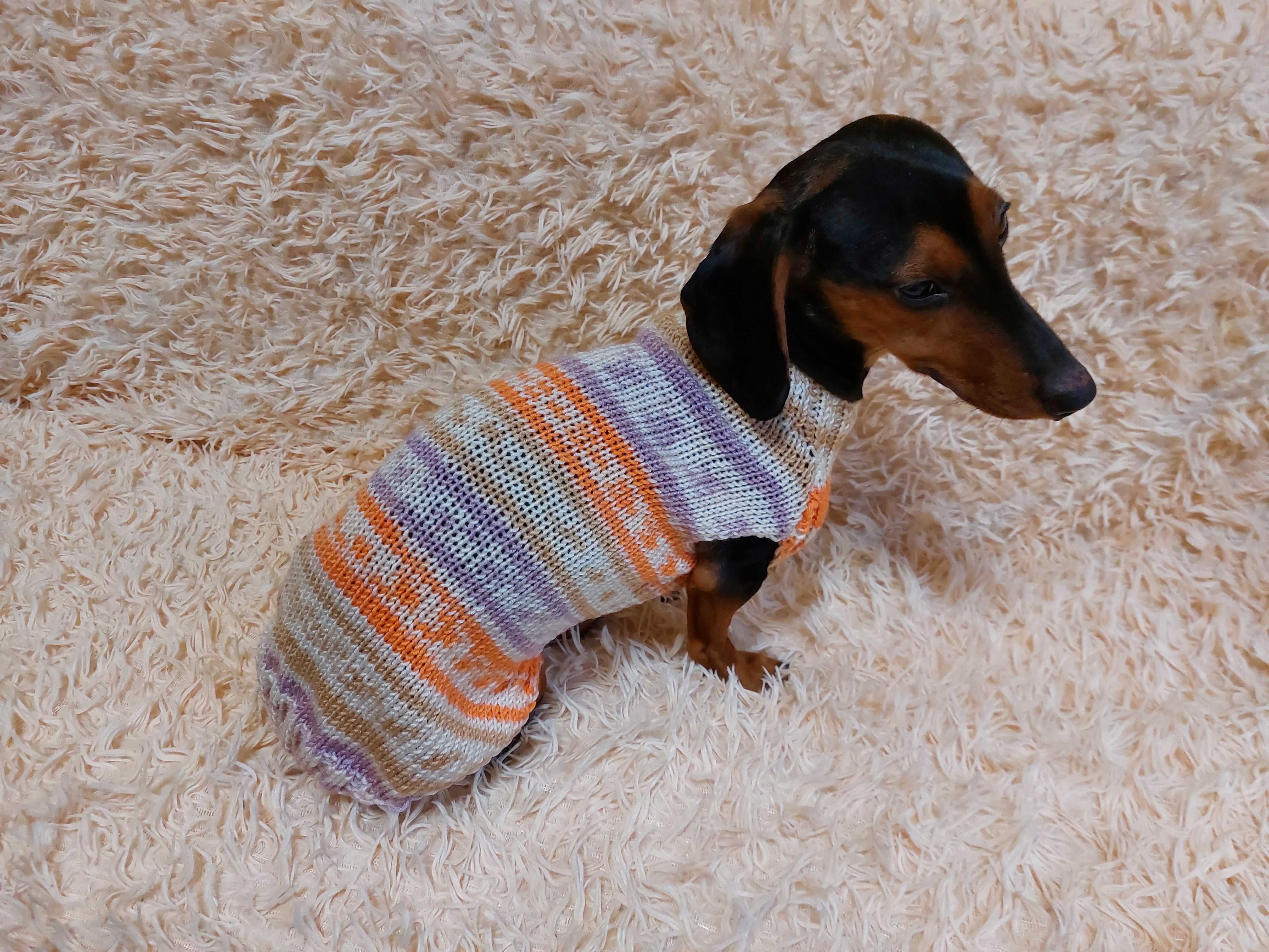 Sausage hotsell dog clothes