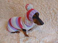 Dog set Sweater and hat, Sweater with for dachshund or small dog, sweatshirt knitted for dog dachshundknit