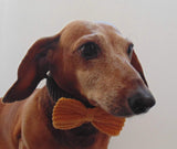 Knitted collar bow for dog cat,collar bow for dog cat - dachshundknit