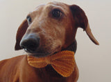 Knitted collar bow for dog cat,collar bow for dog cat - dachshundknit