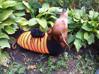 Orange Halloween Spider Sweater for Dachshund Dog dachshundknit