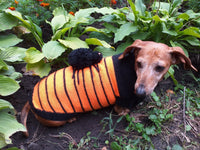 Orange Halloween Spider Sweater for Dachshund Dog dachshundknit
